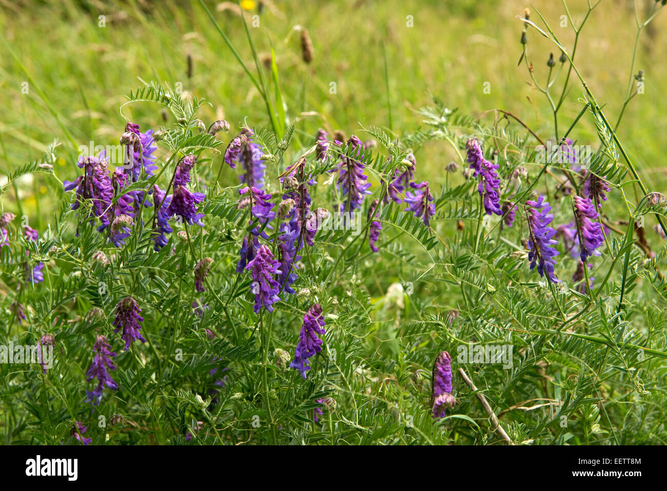 Fleurs violettes de vesce jargeau, Vicia cracca, Berkshire, Juillet Banque D'Images
