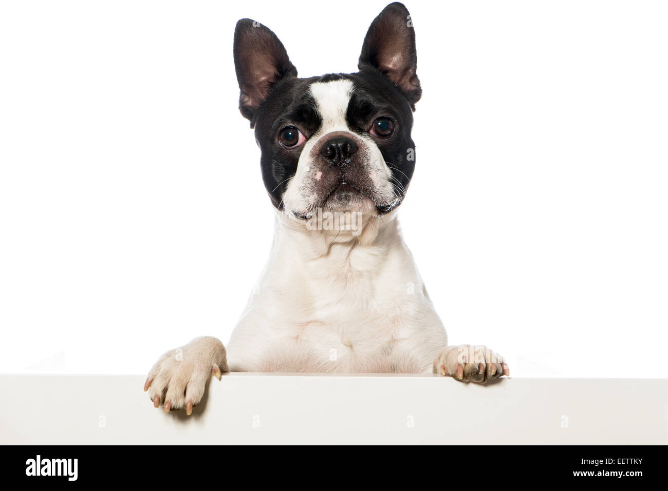 Chien Boston terrier isolated on white Banque D'Images