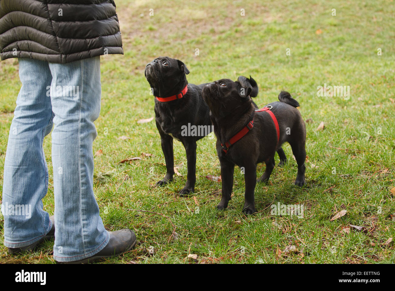 Attentif, le Carlin noir en attente d'une commande pour être libérés par leur propriétaire pour aller jouer dans le parc urbain à Seattle, Washington Banque D'Images