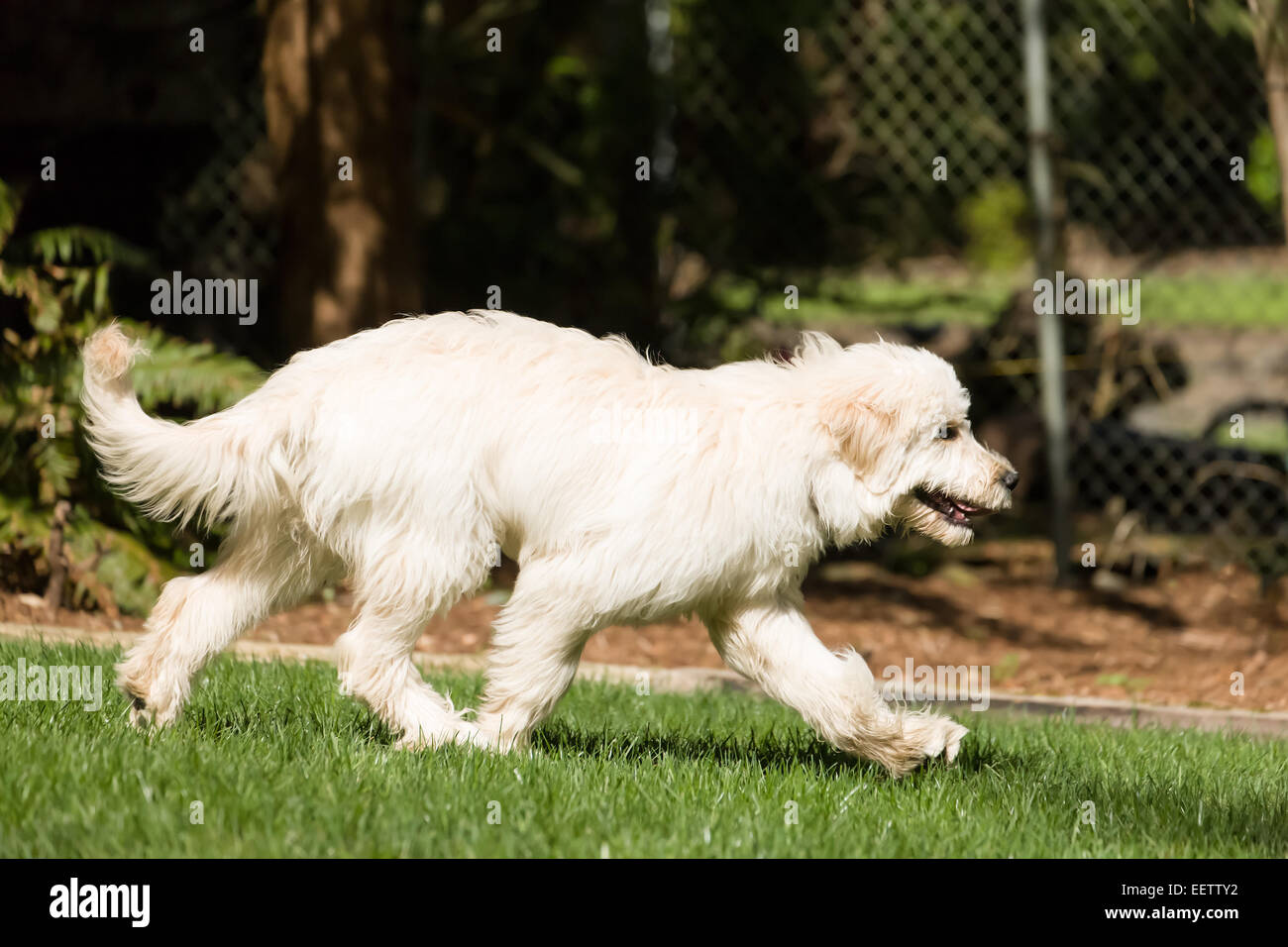 Cinq mois Goldendoodle, Chinook, tournant dans l'arrière-cour à Issaquah, Washington, USA Banque D'Images