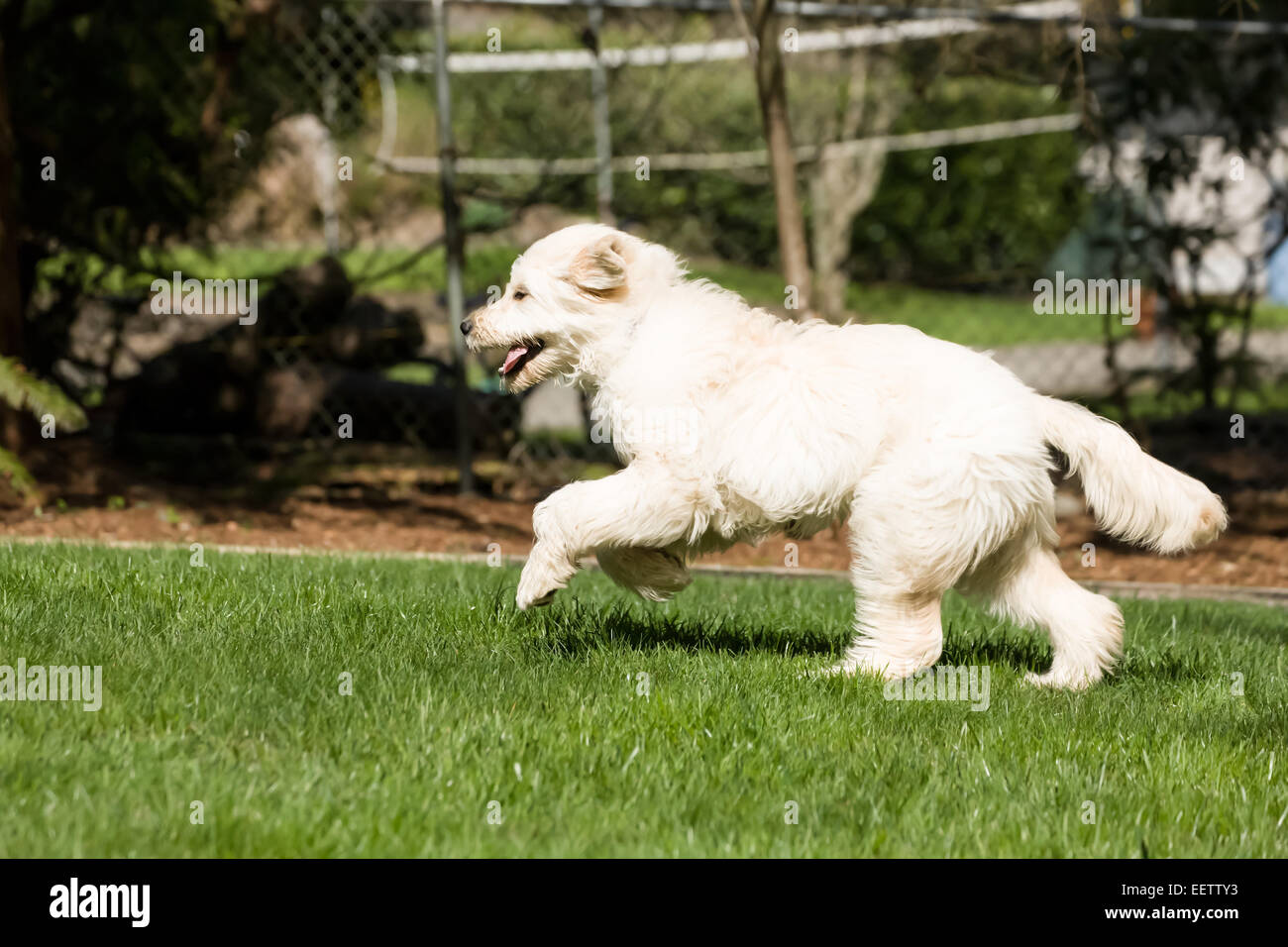 Cinq mois Goldendoodle, Chinook, tournant dans l'arrière-cour à Issaquah, Washington, USA Banque D'Images