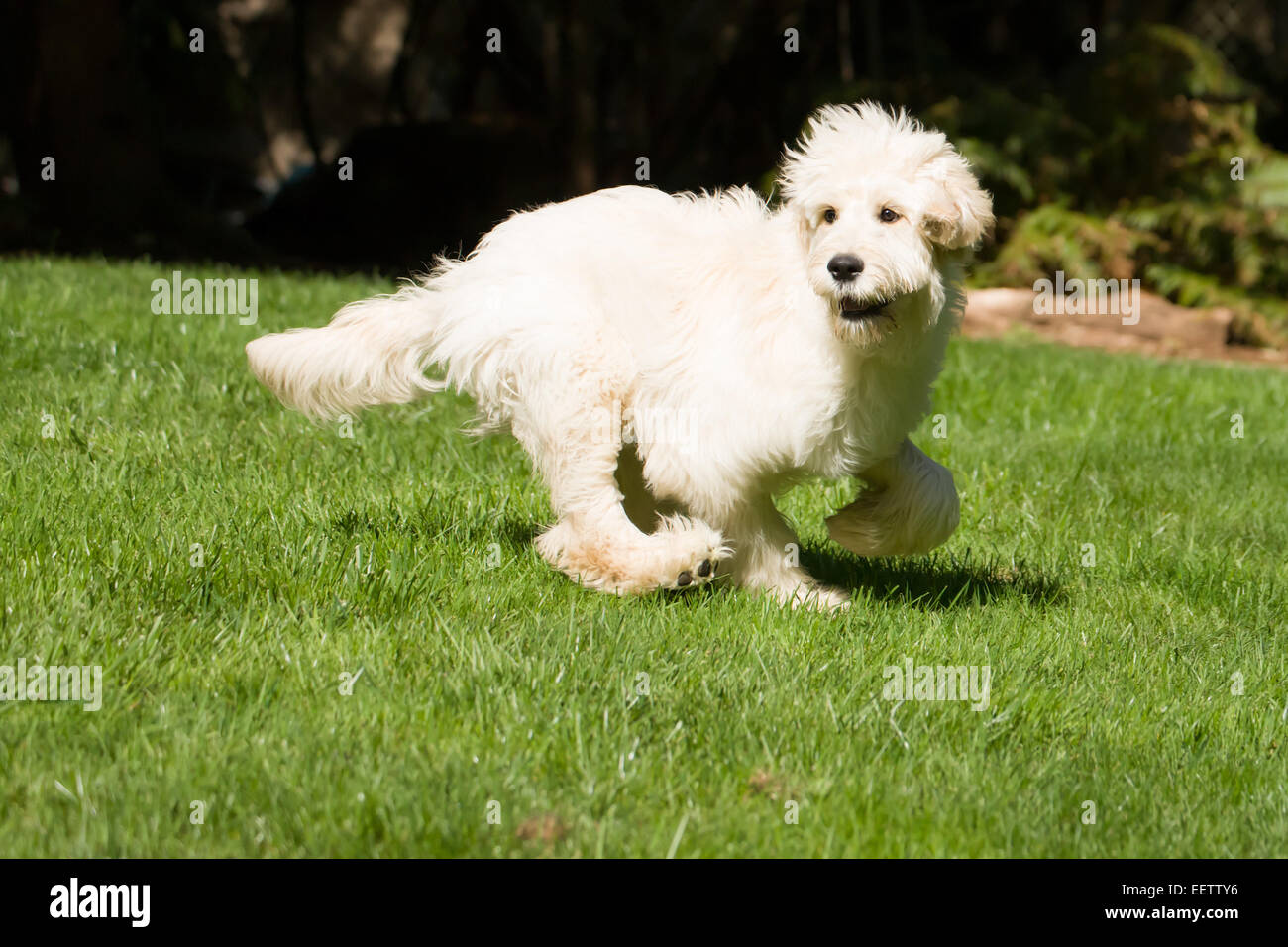 Cinq mois Goldendoodle, Chinook, exécutant avec enthousiasme dans l'arrière-cour à Issaquah, Washington, USA Banque D'Images