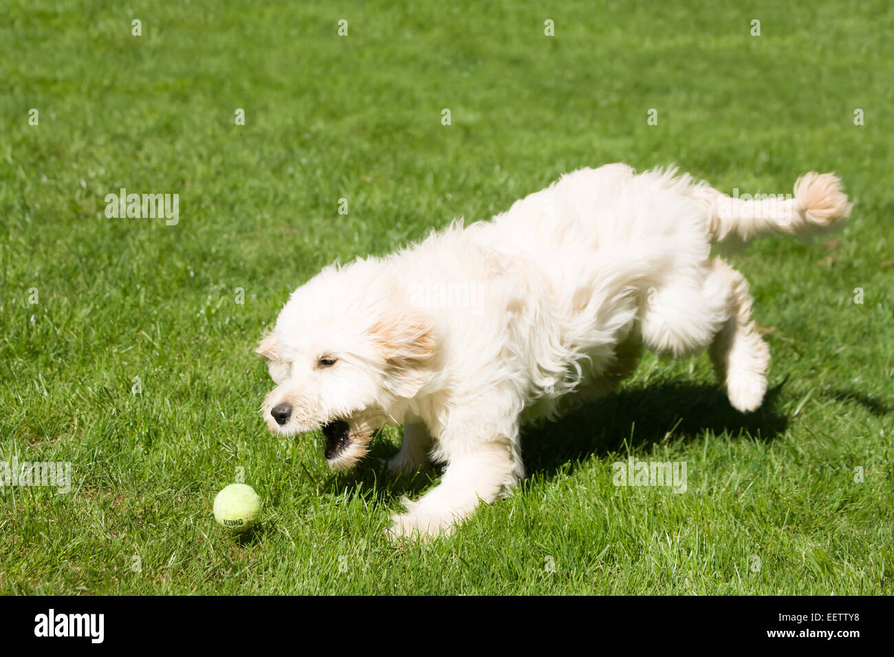 Cinq mois Goldendoodle, Chinook, chassant une balle de tennis dans la cour à Issaquah, Washington, USA Banque D'Images