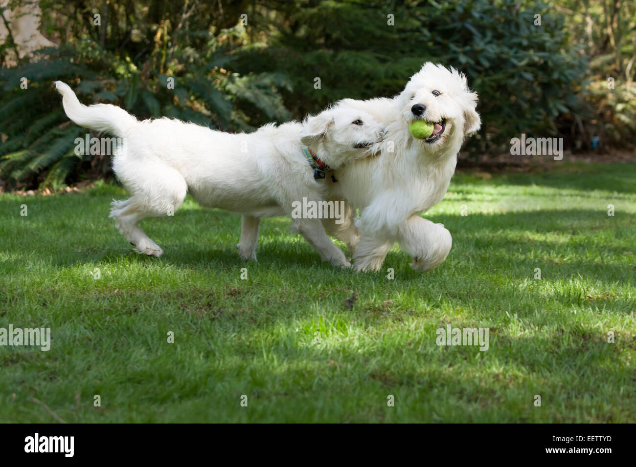 Cinq mois et neuf mois Goldendoodle Goldendoodle/terrier mix fonctionnant ensemble de manière ludique dans leur arrière-cour Banque D'Images