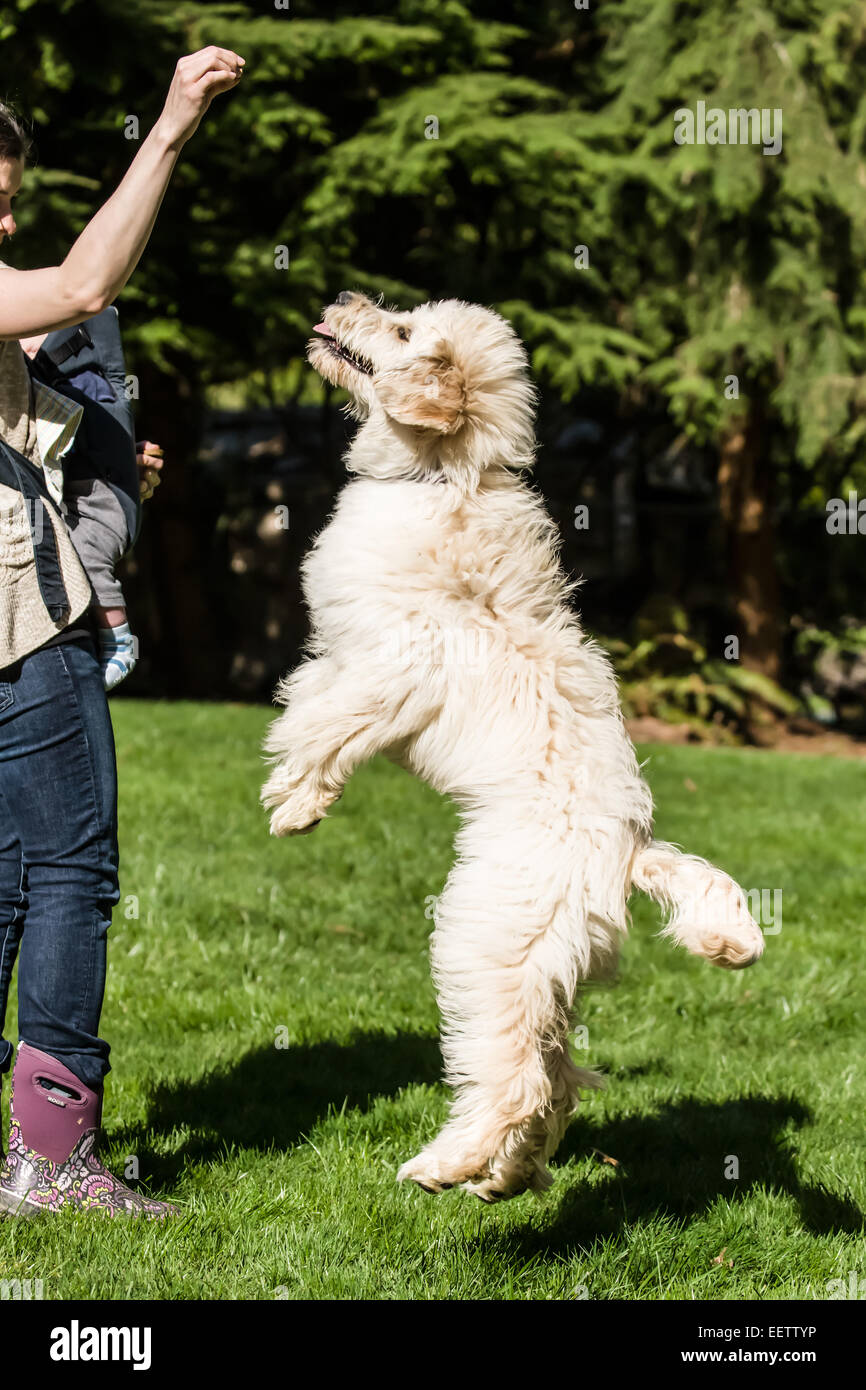 Cinq mois Goldendoodle, Chinook, est enseigné à "jump" dans l'arrière-cour à Issaquah, Washington, USA Banque D'Images