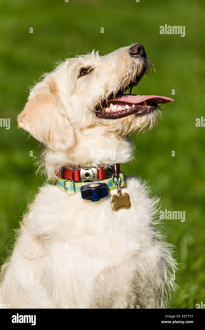 Neuf mois Goldendoodle/mélange de terrier puppy haletant après beaucoup de jeux actifs. Il porte un collier de sécurité sans fil. Banque D'Images