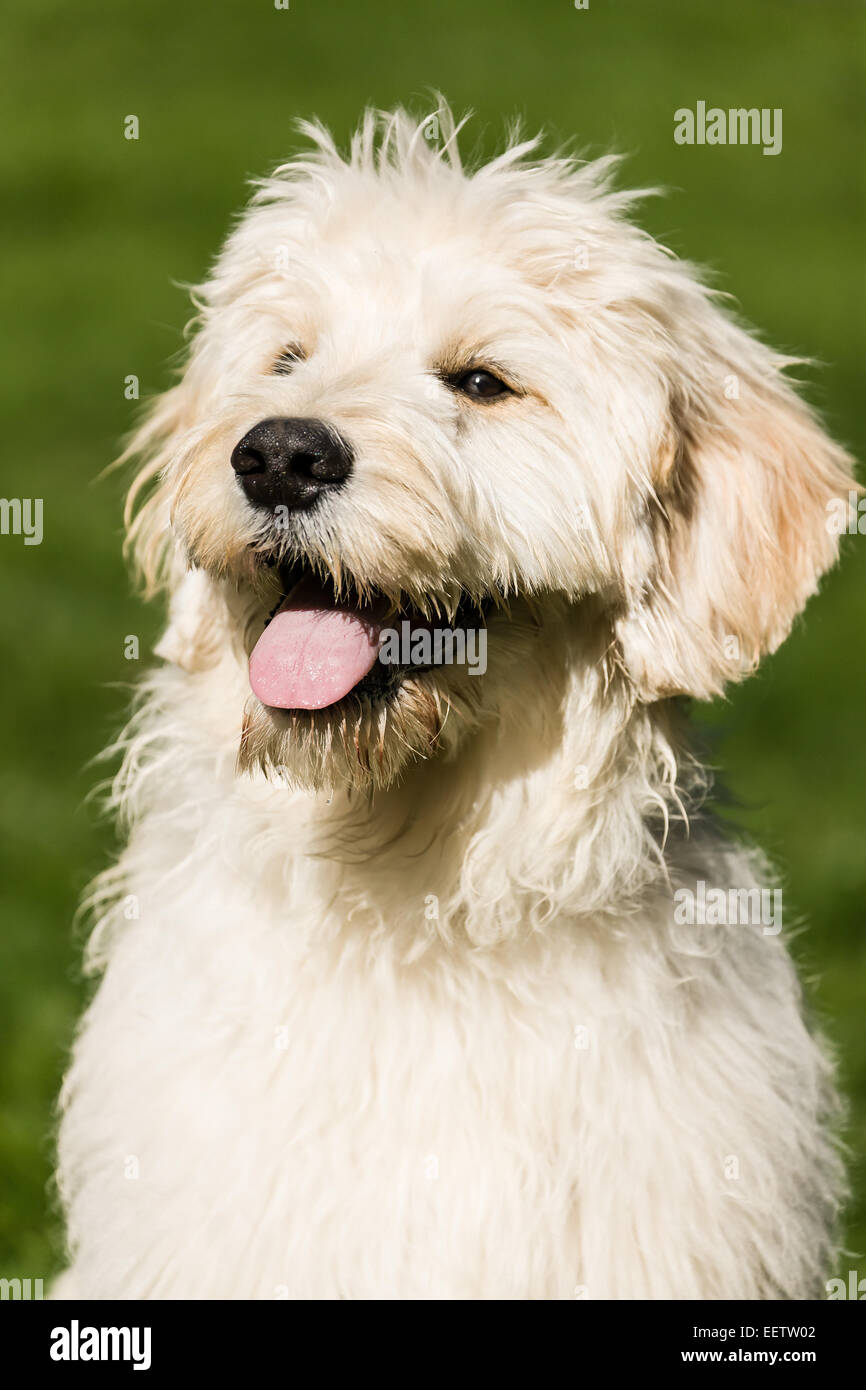 Cinq mois Goldendoodle haletant après beaucoup de jeux dans sa cour arrière, l'air très heureux avec un sourire sur son visage Banque D'Images