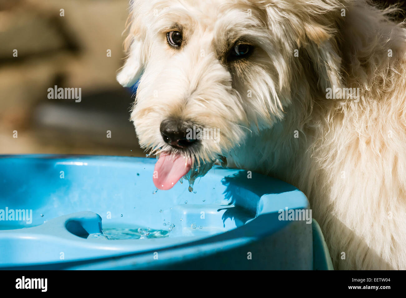 Cinq mois après l'extérieur potable chiots Goldendoodle récréation active dans son arrière-cour dans l'ouest de Washington, États-Unis Banque D'Images