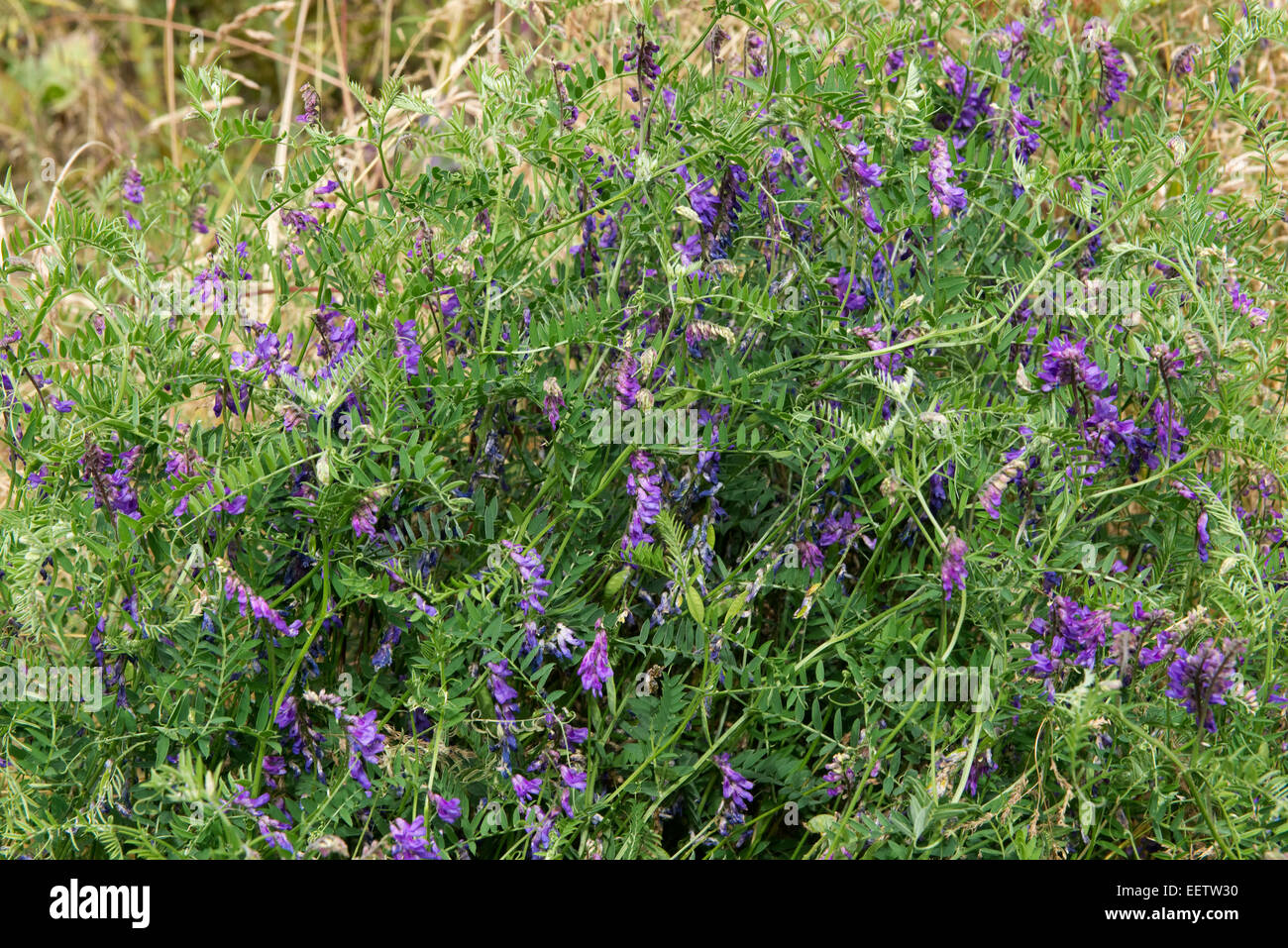 Fleurs violettes de vesce jargeau, Vicia cracca, Berkshire, juillet Banque D'Images