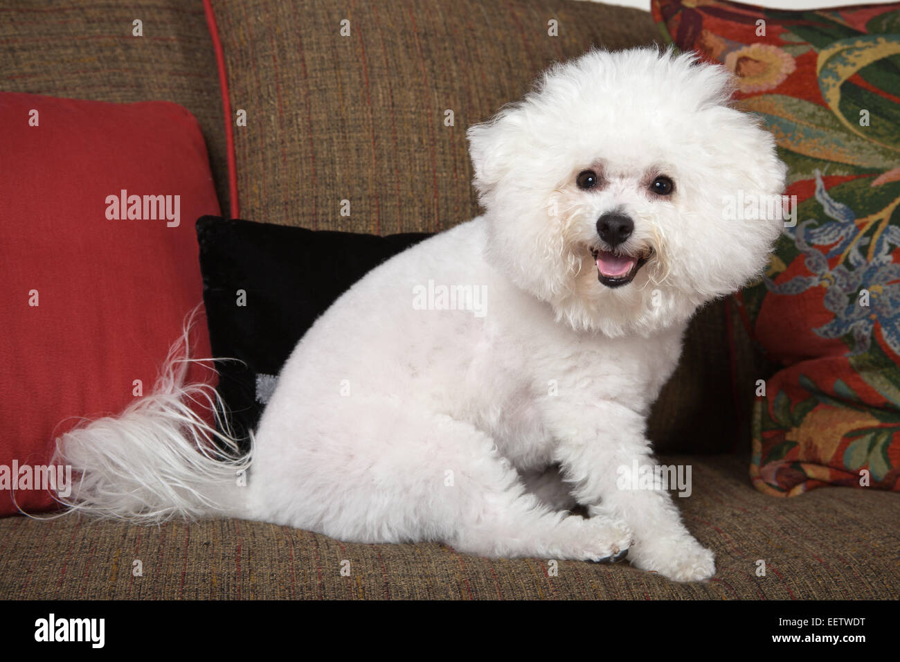 Pablo, un Bichon Frise chien assis sur le canapé Banque D'Images