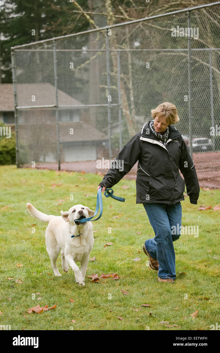 Murphy, anglais Yellow Labrador Retriever, mâcher sur sa laisse en marchant aménage dans Issaquah, Washington, USA Banque D'Images