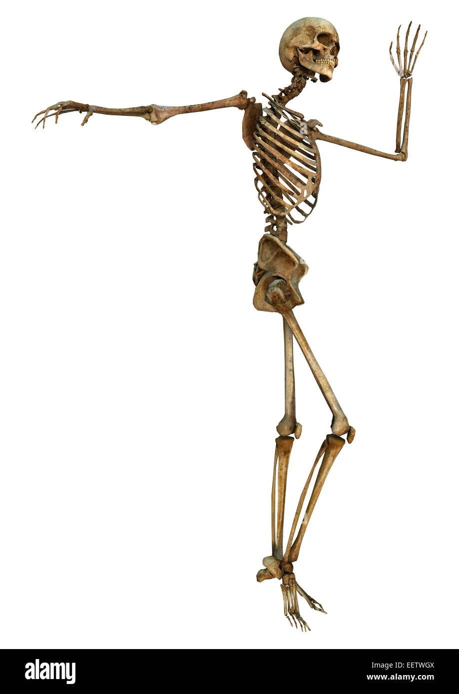 Numérique 3D render of a human skeleton danse isolé sur fond blanc Banque D'Images