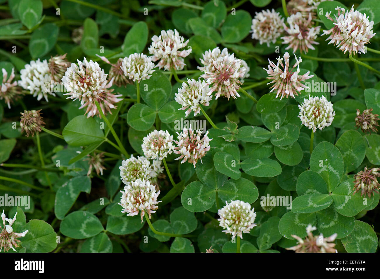 La floraison du trèfle blanc, Trifolium repens, Berkshire, Juillet Photo Stock Alamy