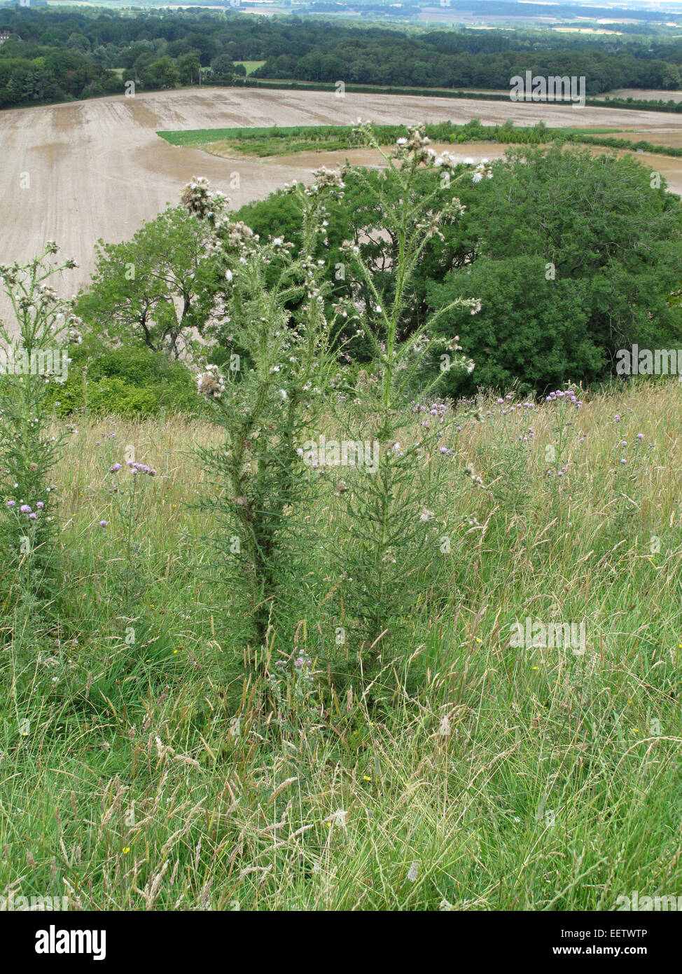 Bold marsh ou chardon chardon marais européen, Cirsium palustre, plantes à fleurs blanches, à commencer à aller à la semence dans un downland moi Banque D'Images