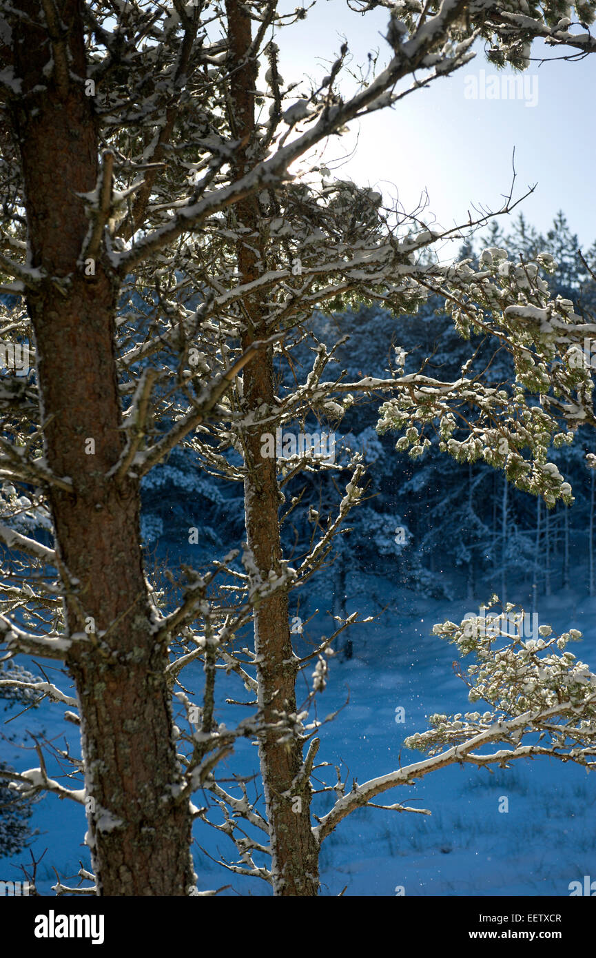 Vu la neige qui tombe en une plantation de conifères en Ecosse à distance alors que l'hiver soleil feux arrière des branches dans l'avant-plan Banque D'Images