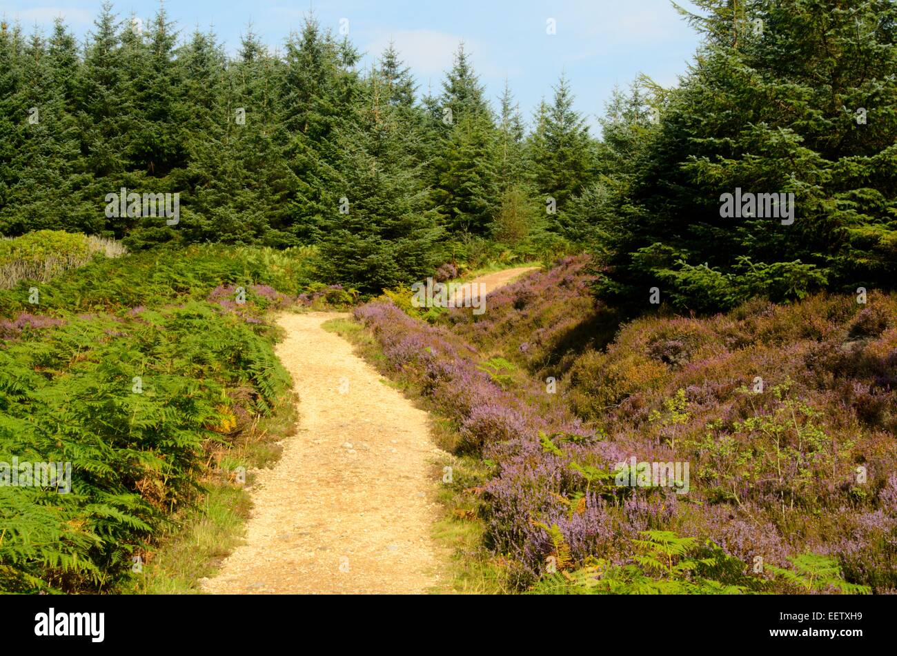 Bois au-dessus de la grotte près de Machrie King sur l'île d'Arran, Ecosse Banque D'Images