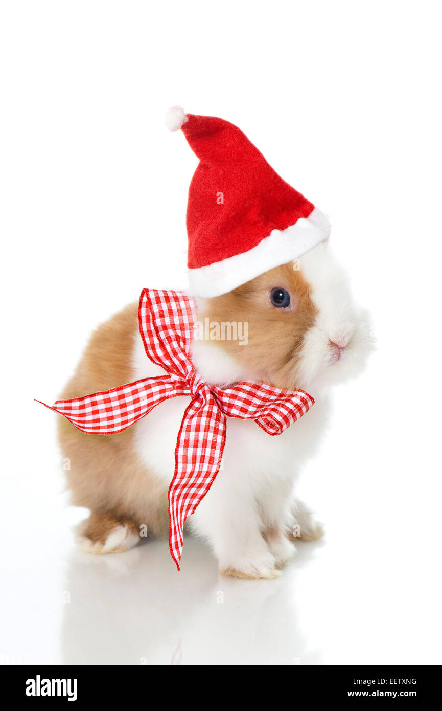 Lapin avec santa hat isolated on white Banque D'Images