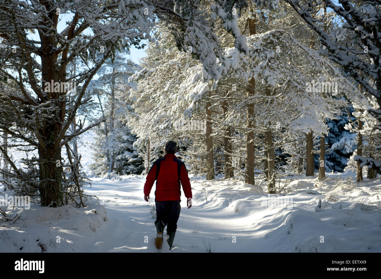 Une famille à travers la neige nuit walker treks le long d'une piste forestière dans une lointaine glen écossais Banque D'Images
