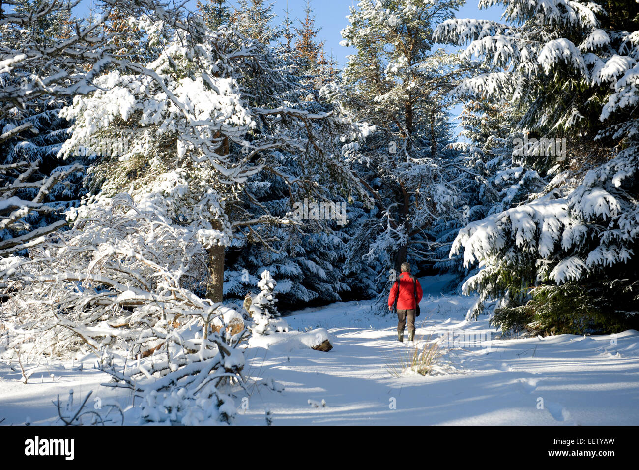 Une famille à travers la neige nuit walker treks le long d'une piste forestière dans une lointaine glen écossais Banque D'Images