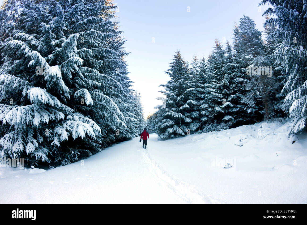 Une famille walker treks le long d'un chemin rempli de neige à travers une plantation de pins après une averse de neige pendant la nuit Banque D'Images