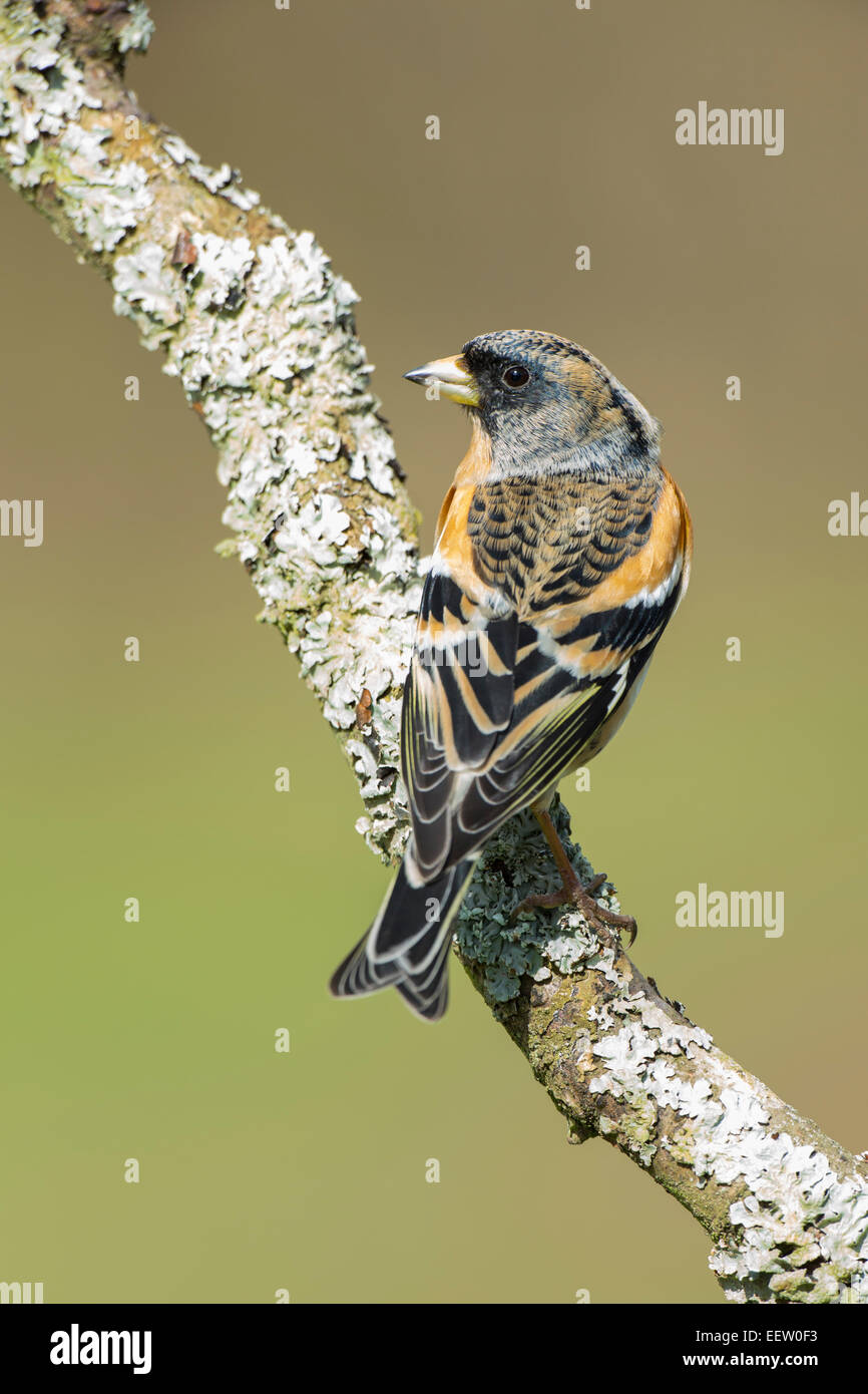 Pinson du Nord Fringilla montifringilla perché sur la branche couverte de lichens à la recherche sur le côté Banque D'Images