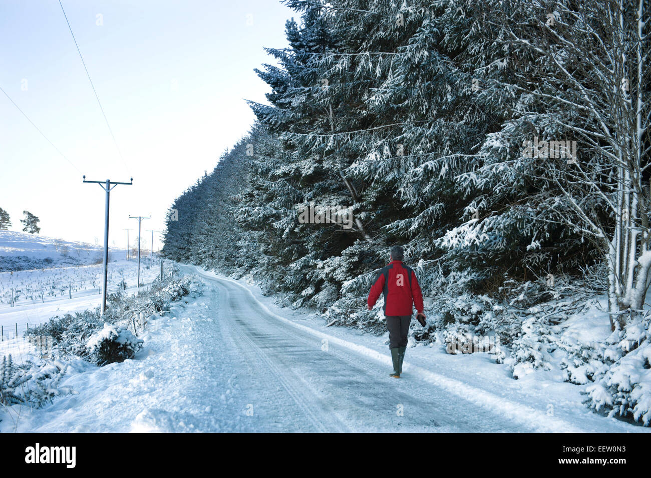 Une famille walker sur une route glacée dans l'ombre d'une forêt de pins en Ecosse Banque D'Images