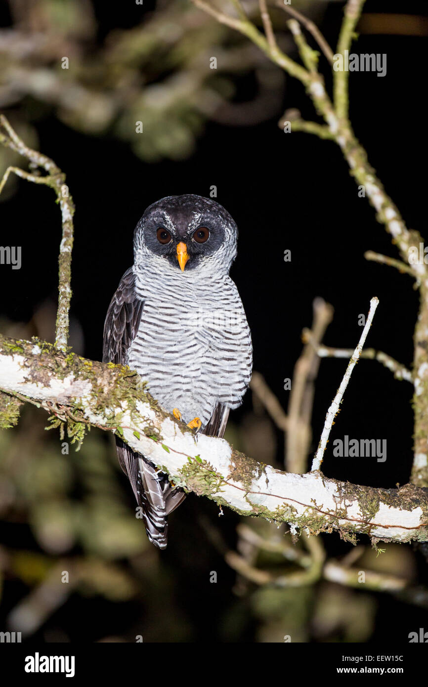 Le noir et blanc Owl Strix nigrolineata perché dans l'arbre à Boca Tapada, Costa Rica, Décembre, 2013. Banque D'Images