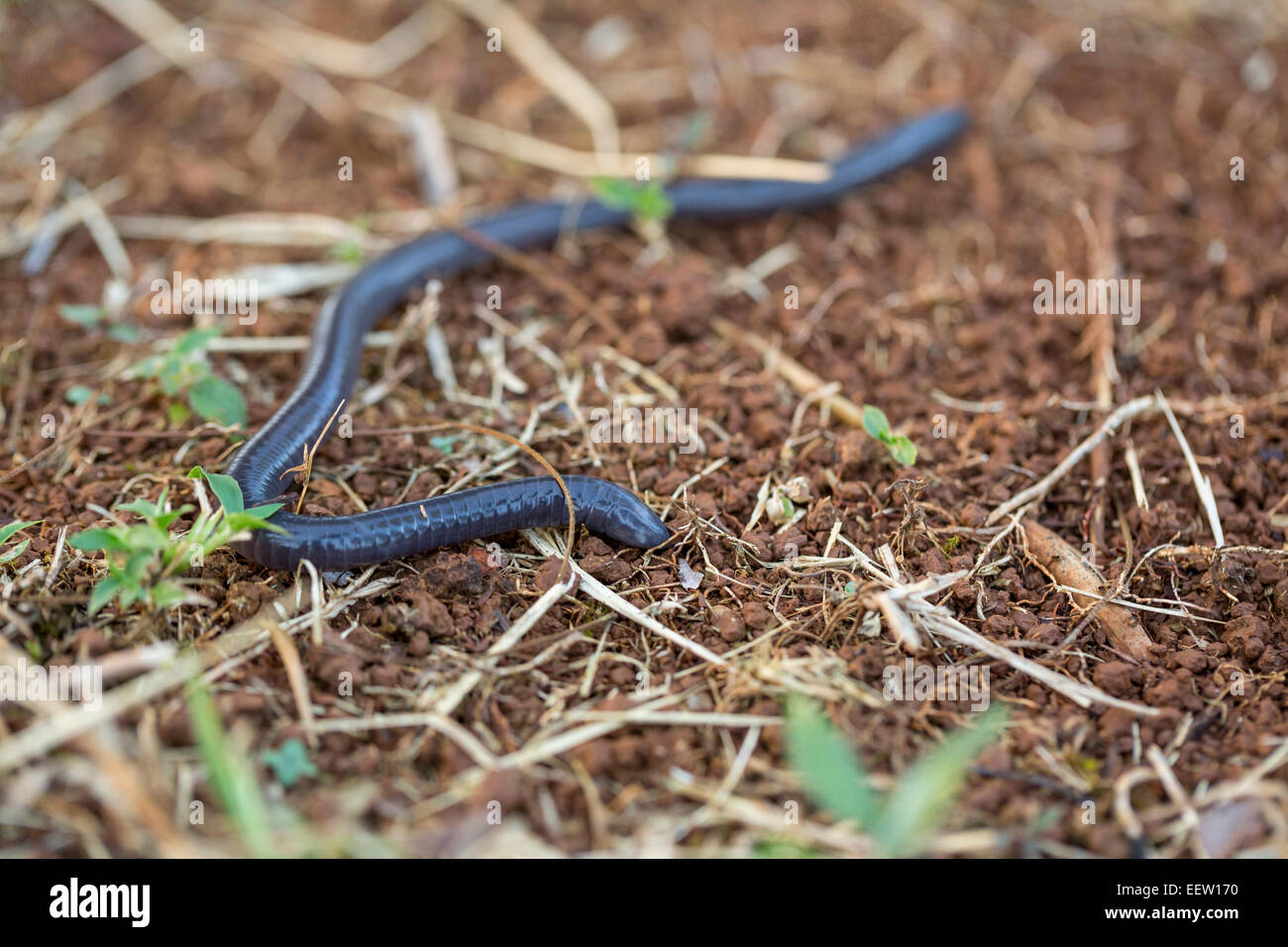 Serpents aveugles Ramphotyphlops sp sur le sol près de Boca Tapada, Costa Rica, février, 2014. Banque D'Images
