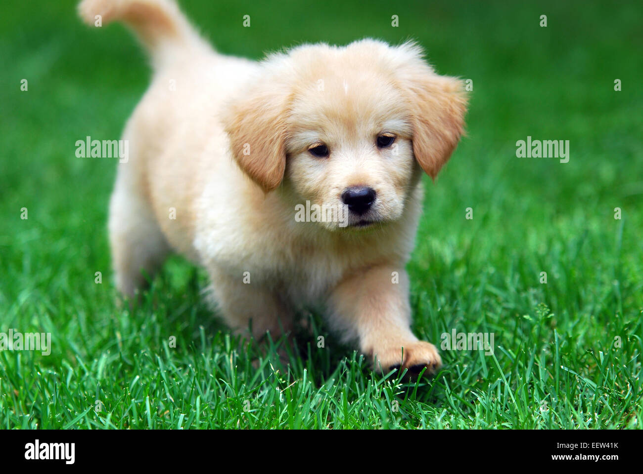 Golden retriever puppy Banque de photographies et d'images à haute  résolution - Alamy