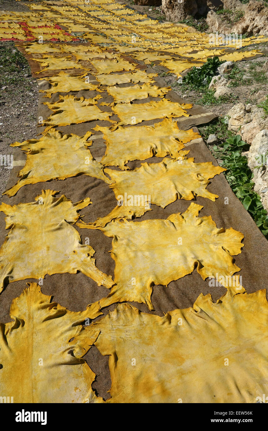 Teints de peaux d'animaux mis à sécher sur la colline au-dessus de Chouwara tannerie dans fes, Maroc Banque D'Images