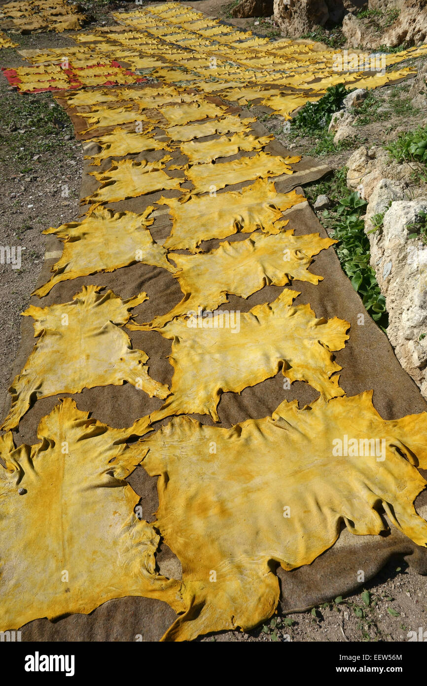 Teints de peaux d'animaux mis à sécher sur la colline au-dessus de Chouwara tannerie dans fes, Maroc Banque D'Images