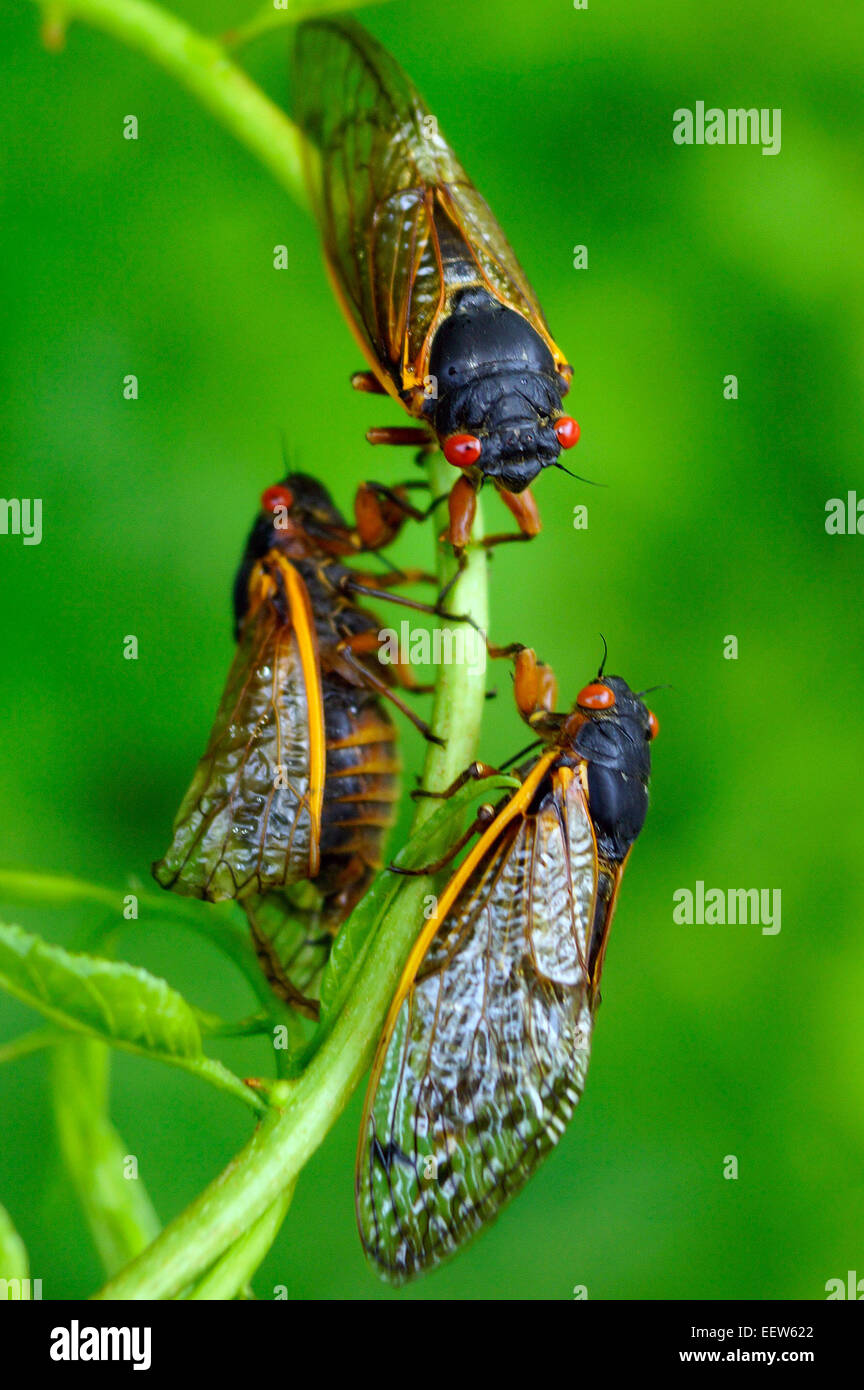 CT USA le 18 juin 2013. Trois Cigales rassembler sur une branche de Bois flotté le long Lane en Amérique du Branford, où une colonie de millions des insectes sortis de leur sommeil de 17 ans, de s'accoupler et de démarrer le cycle de nouveau. Banque D'Images