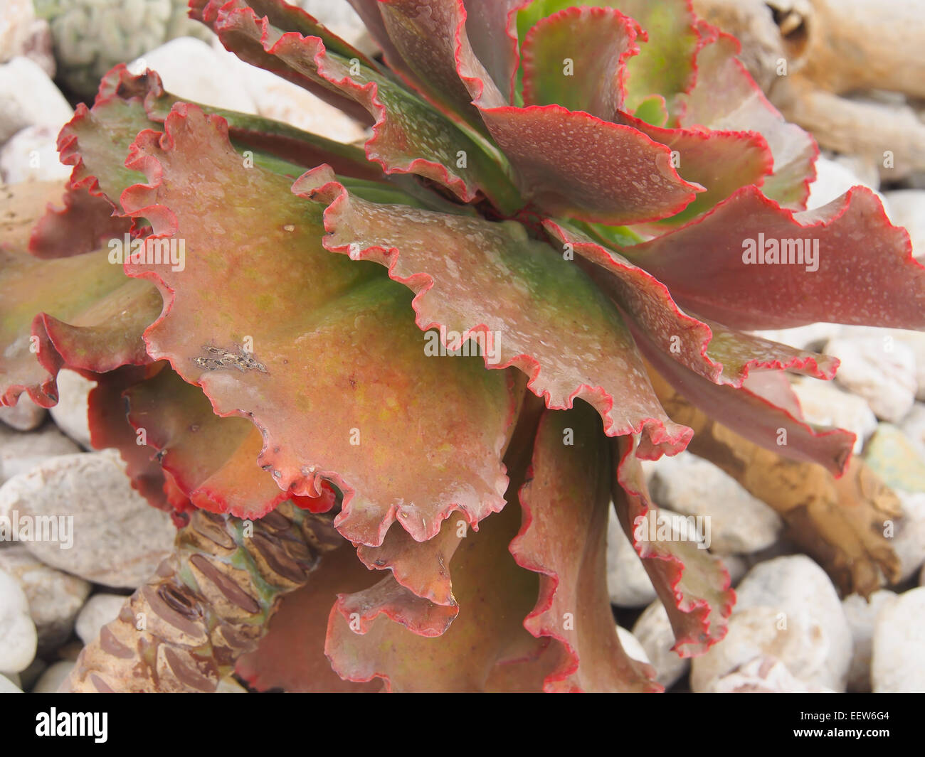 Petit, beau cactus growing up de derrière les tandis que gravel Banque D'Images