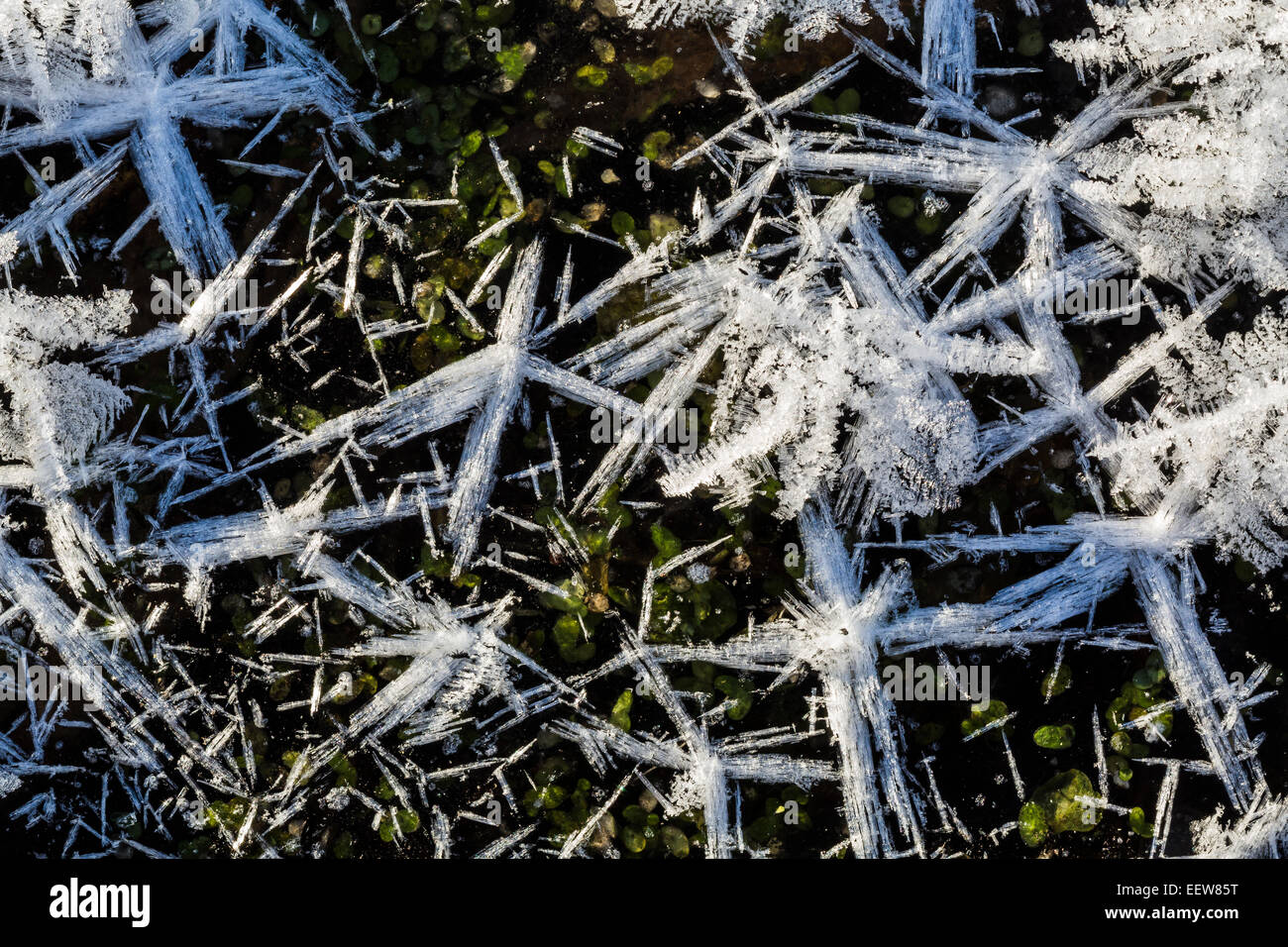 De plus en plus complexes de fleurs de givre dans l'air extrêmement froid au sommet d'une couche de glace au bord d'un ruisseau de Mecosta County, Michigan, USA Banque D'Images