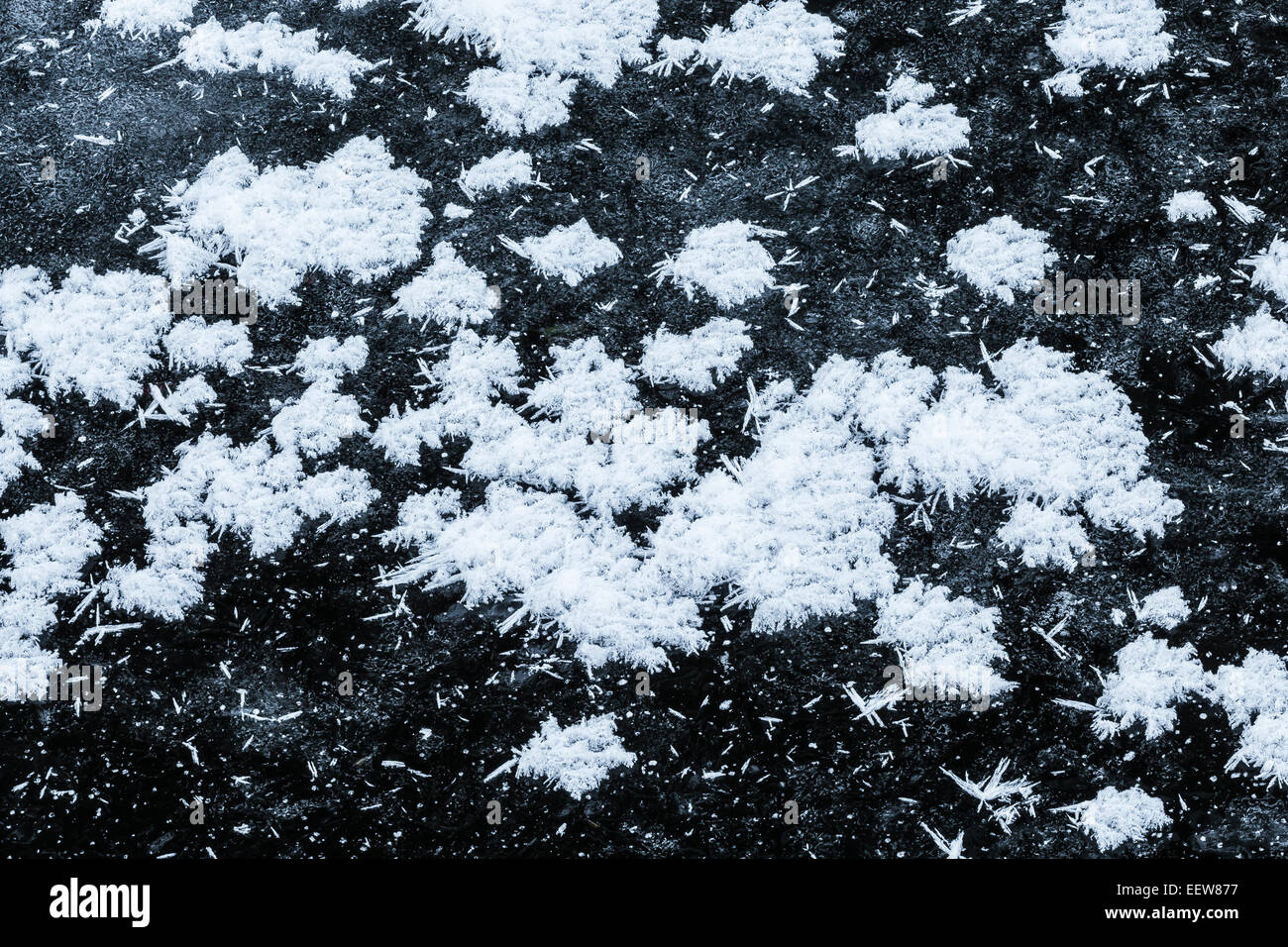 De plus en plus complexes de fleurs de givre dans l'air extrêmement froid au sommet d'une couche de glace d'eau dans Mecosta County, Michigan, USA Banque D'Images