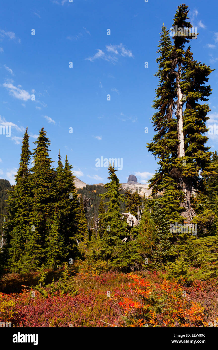 La forêt boréale et la distance de Black Tusk, parc provincial Garibaldi, Canada Banque D'Images