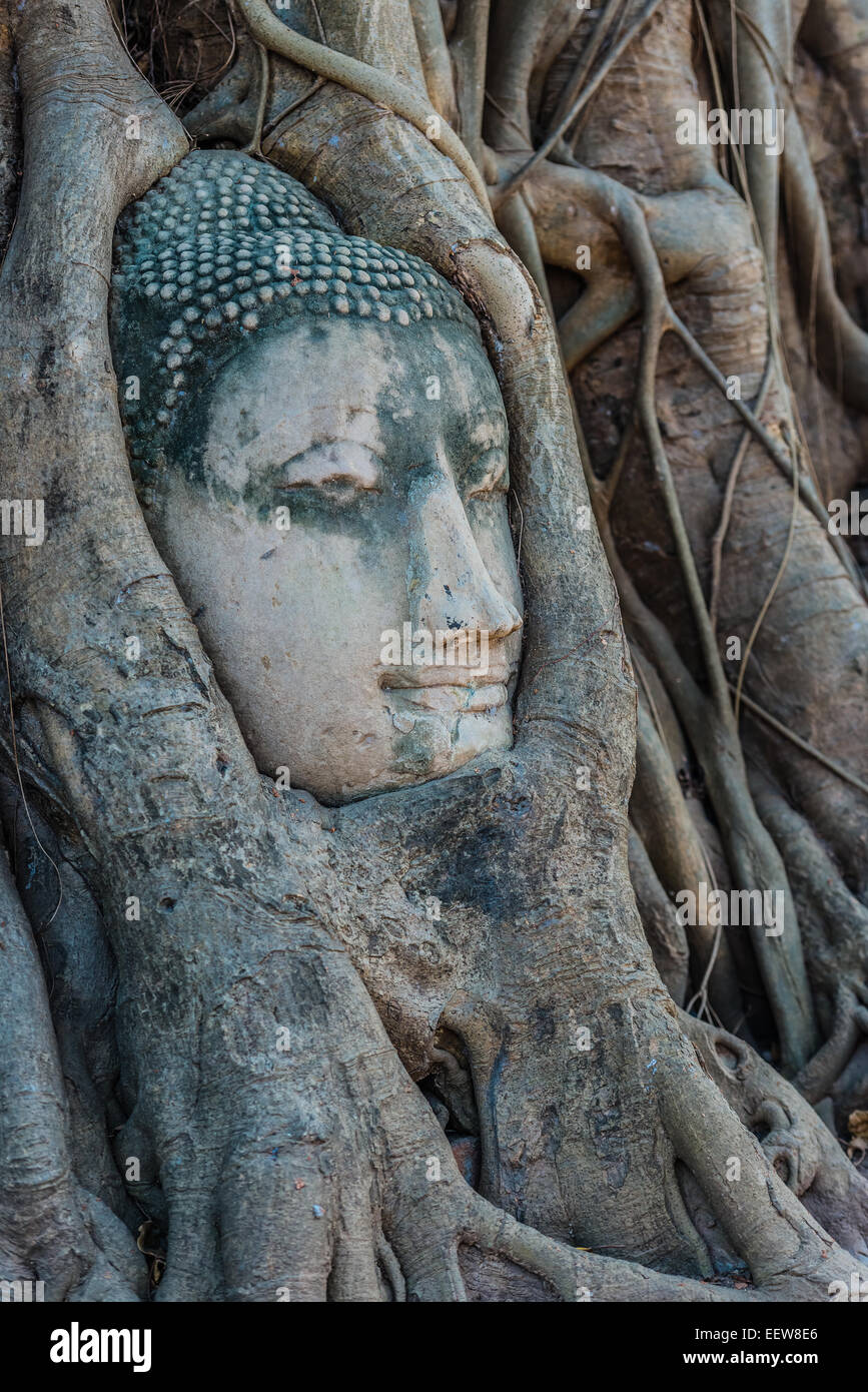Tête de Bouddha dans les racines du Banyan Tree Bangkok Thaïlande Ayutthaya Wat Mahatha Banque D'Images