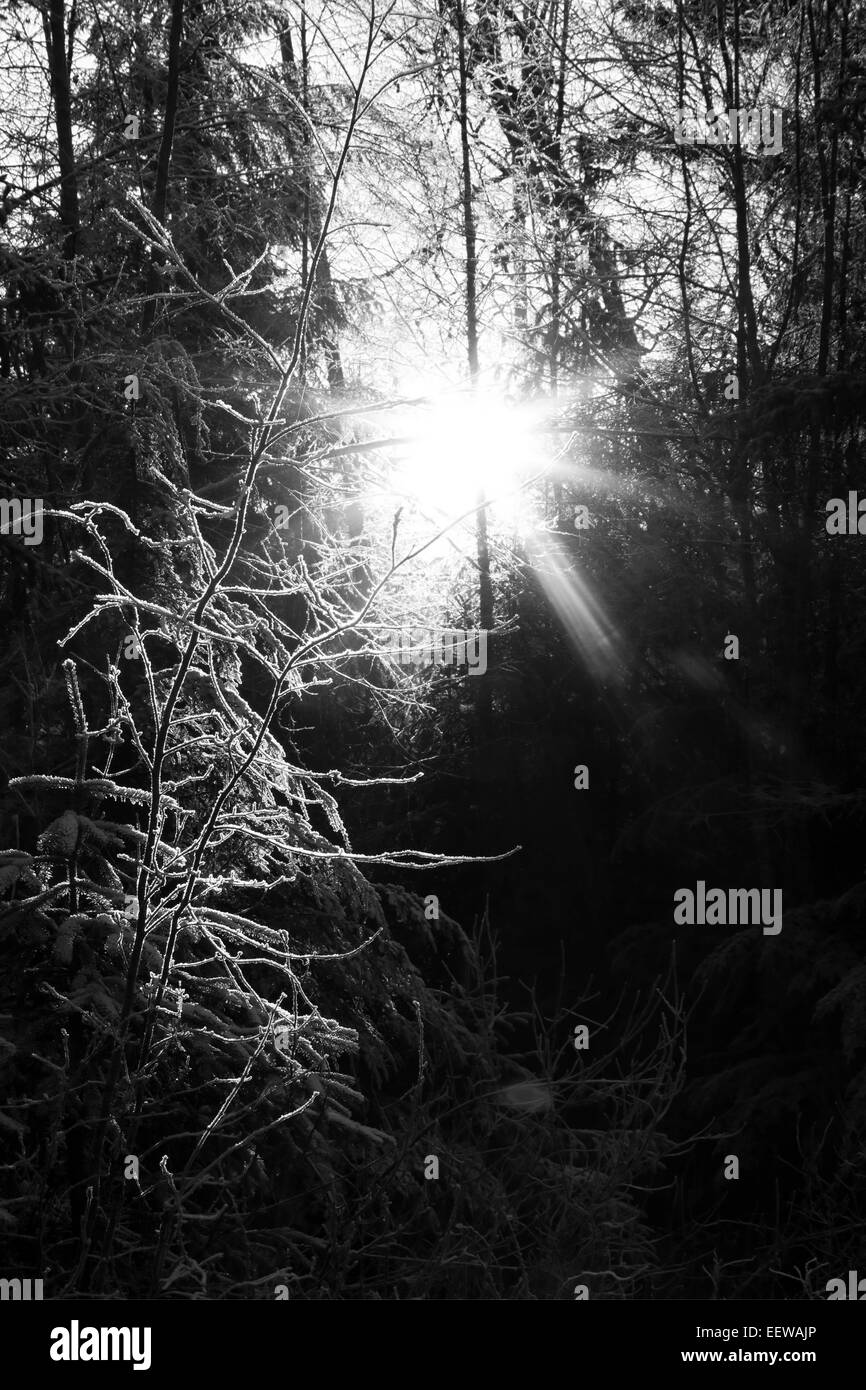 Soleil d'hiver faible brillant à travers une forêt de l'Alaska avec le gel sur les branches. Banque D'Images