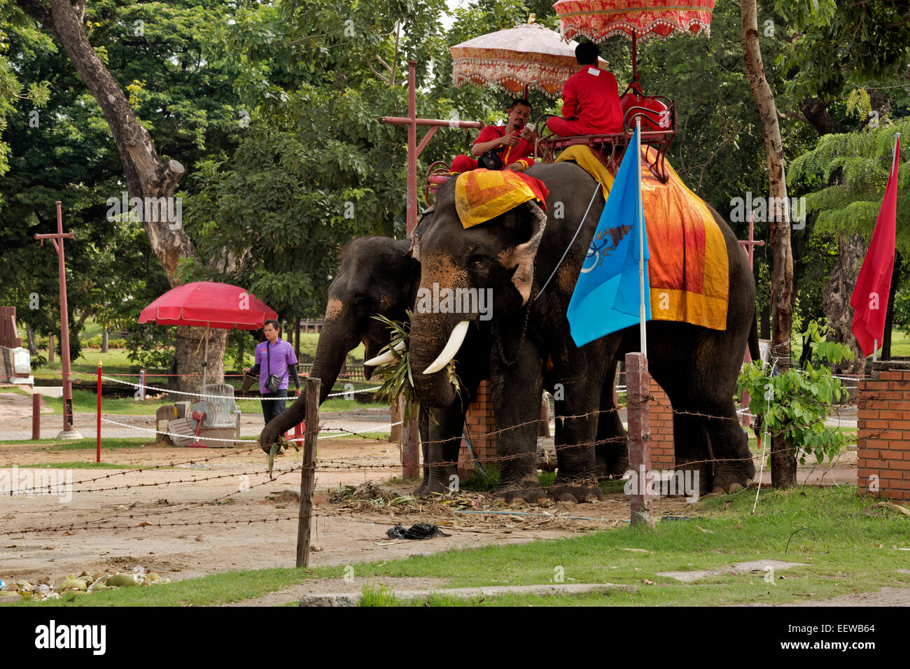 Thaïlande - Éléphant chiens attendent leur prochain les clients qui souhaitent faire l'expérience de transport traditionnels à Ayutthaya Parc. Banque D'Images Thaïlande - Éléphant chiens attendent leur prochain les clients qui souhaitent faire l'expérience de transport traditionnels à Ayutthaya Parc. Banque D'Images
