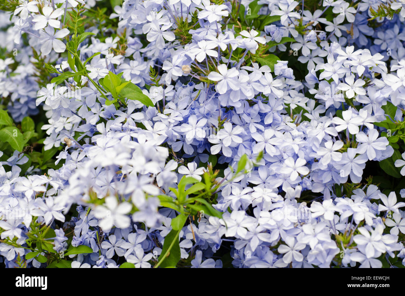 Cape Leadwort Plumbago auriculata ; Banque D'Images