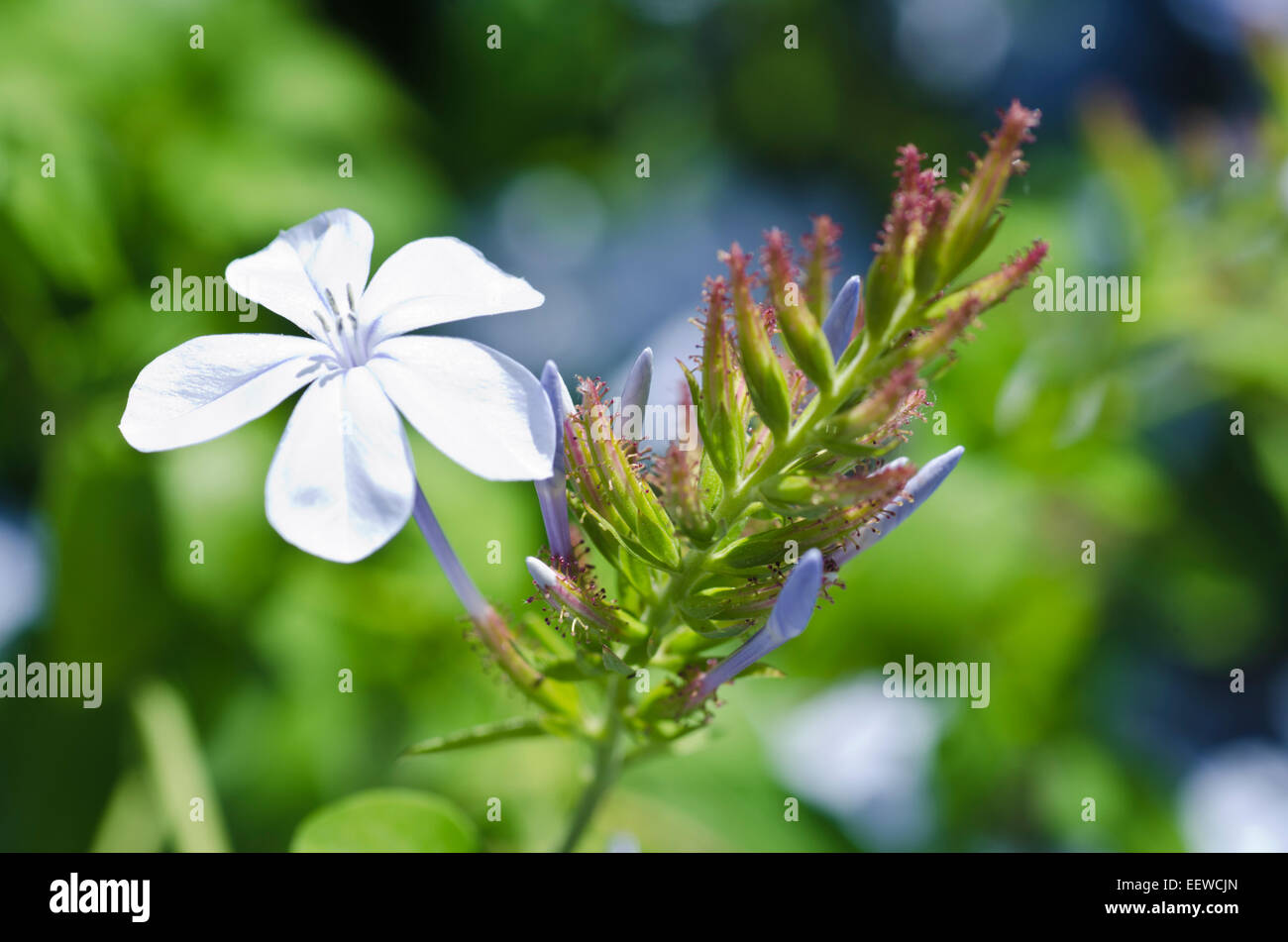 Cape Leadwort Plumbago auriculata Banque D'Images