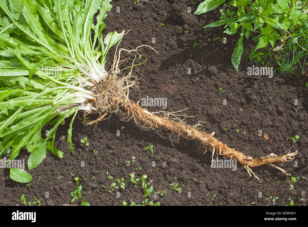 Chicorée, coffeeweed, succory sauvages, chicorée, Racine, réserve de la racine, la racine pivotante, Wegwarte, Zichorie, Wurzel, Pfahlwurzel, Cichorium intybus Banque D'Images