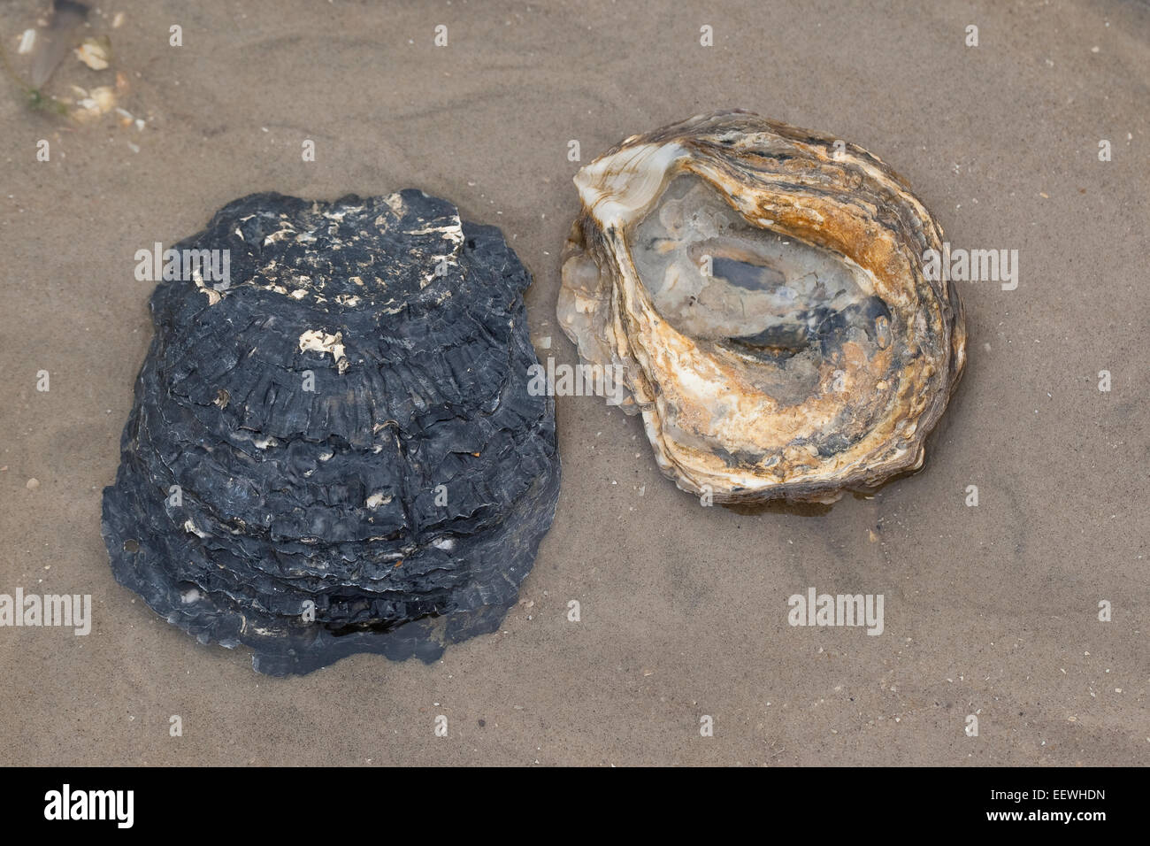 L'huître plate européenne, de boue, d'huîtres huîtres comestibles, Europäische Auster, Austern, Muschelschale, Schale, Ostrea edulis, l'Huître plate Banque D'Images