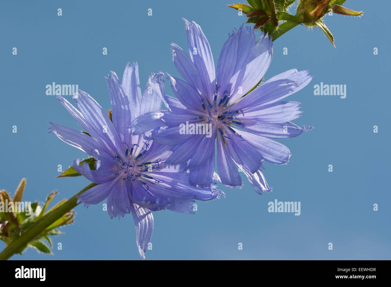 Chicorée, daisy bleu, bleu, pissenlit, coffeeweed horseweed, succory sauvages, endives, Wegwarte, Zichorie, Cichorium intybus Banque D'Images Chicorée, daisy bleu, bleu, pissenlit, coffeeweed horseweed, succory sauvages, endives, Wegwarte, Zichorie, Cichorium intybus Banque D'Images