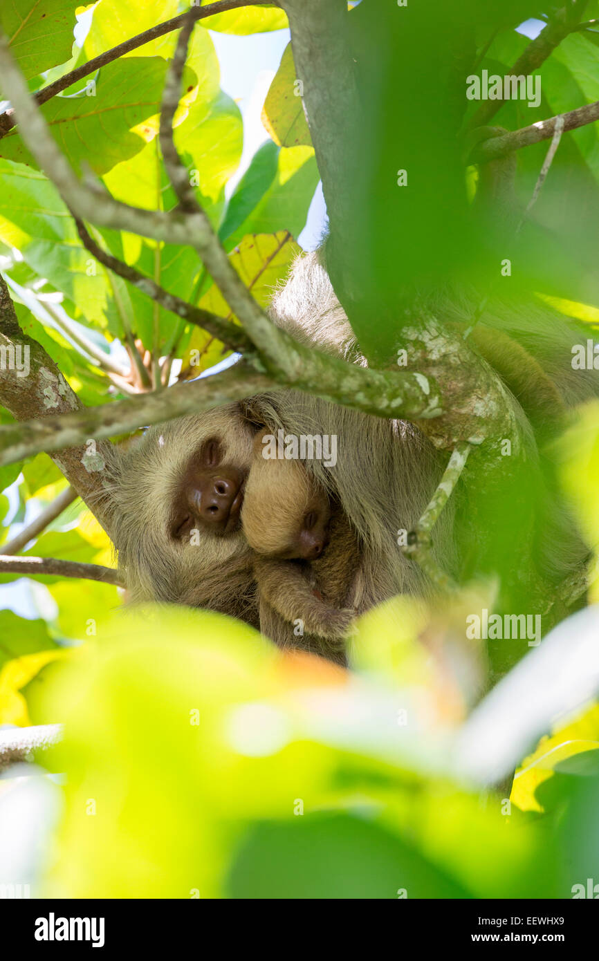 Hoffmann's deux doigts Choloepus hoffmanni bébé paresseux et se reposer dans l'arbre ensemble à Manuel Antonio National Park, près de Quepos, Banque D'Images