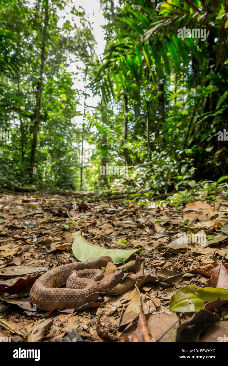 Image grand angle de Rainforest Hognosed Porthidium Pit Viper nasutum enroulé au sol, près de la forêt tropicale, Boca Tapada Costa Ric Banque D'Images