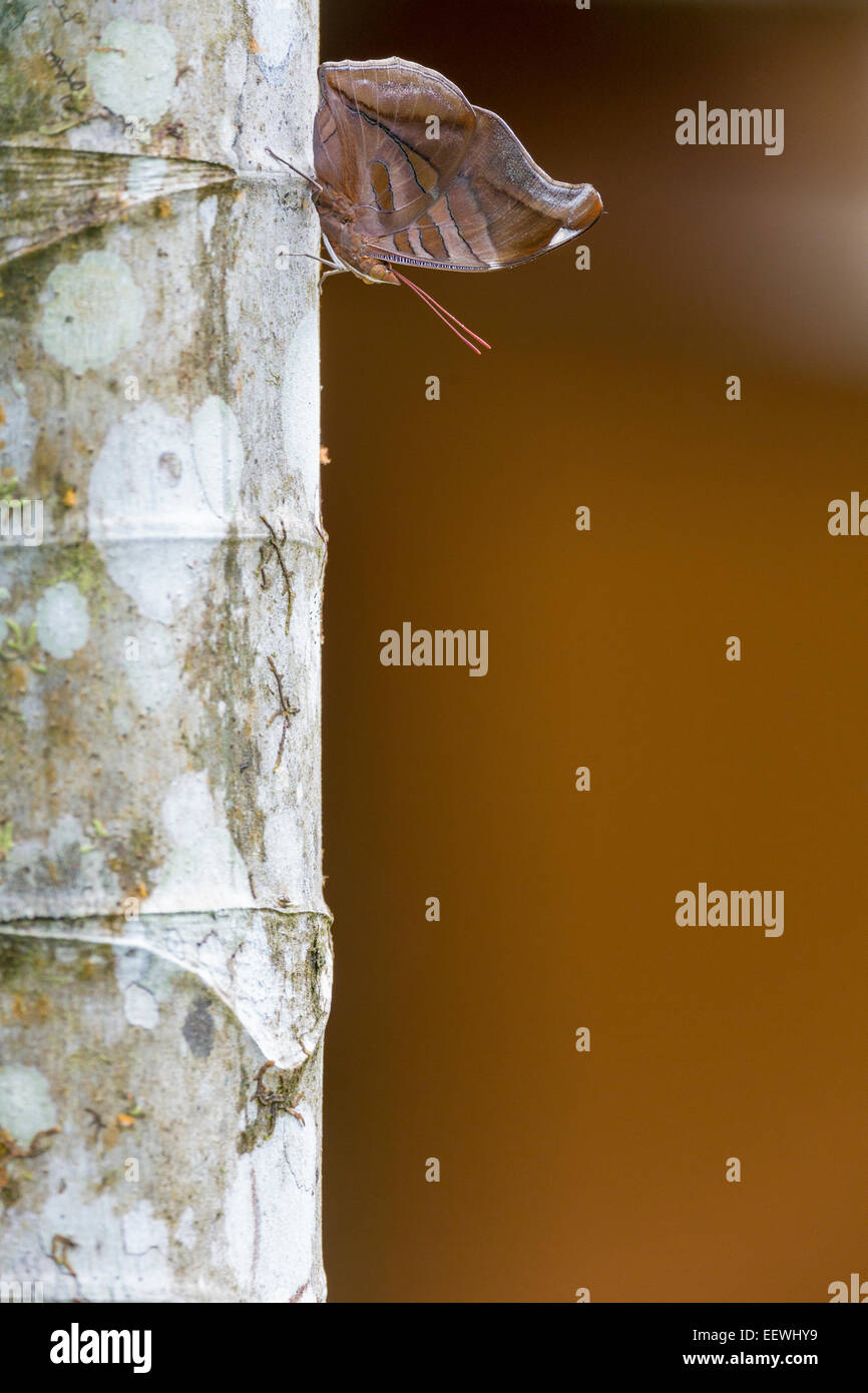 Espèce de papillon de la feuille (éventuellement Doleschallia Doleschallia comrii) (sp) près de Boca Tapada, Costa Rica, janvier, 2014. Banque D'Images