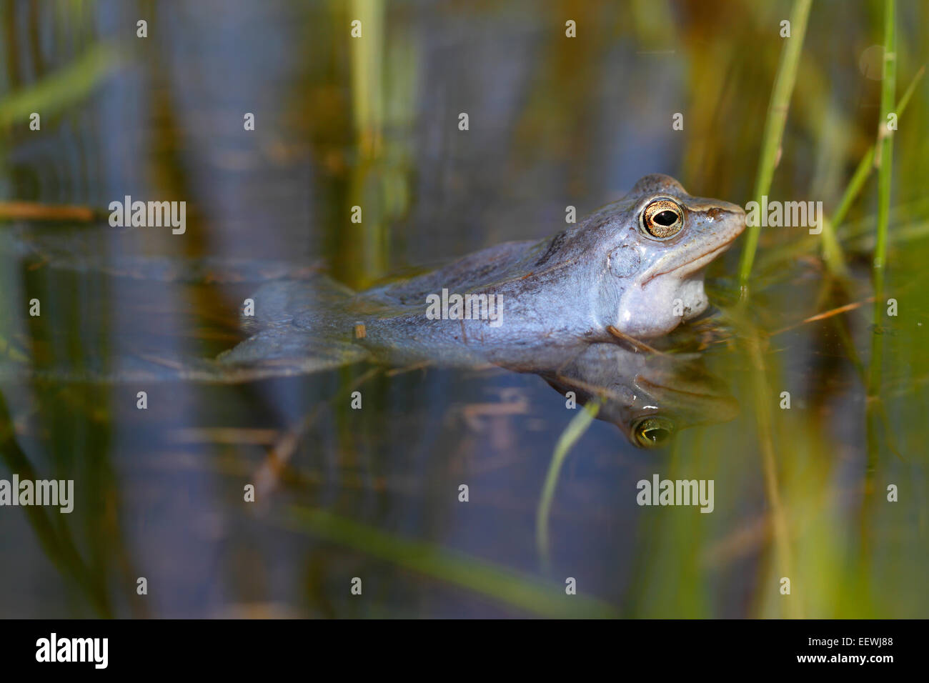 Moor Frog (Rana arvalis), homme en bleu dans l'eau, au milieu de la Réserve de biosphère de l'Elbe, Saxe-Anhalt, Allemagne Banque D'Images