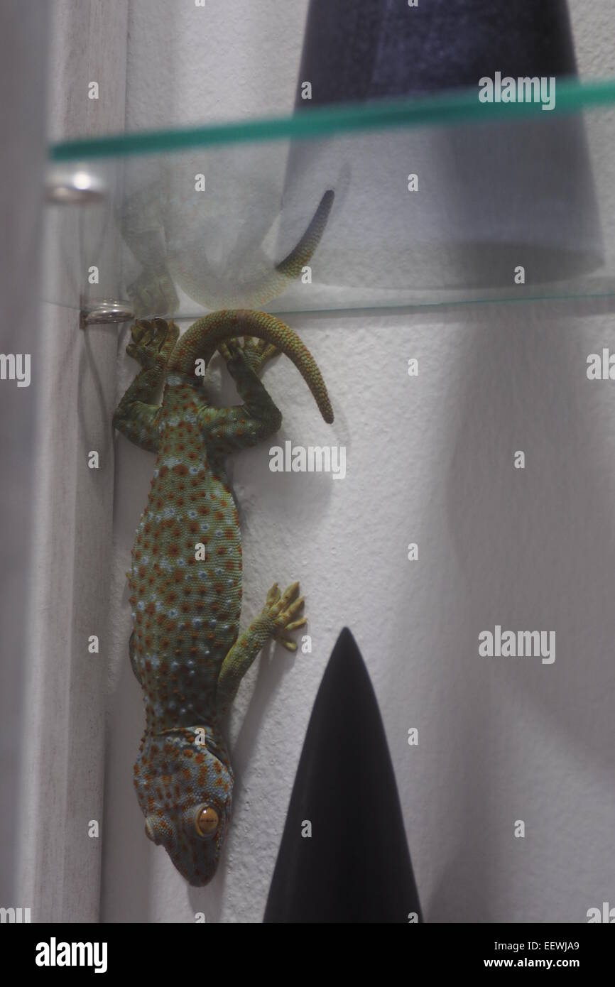 Un grand gecko dans une vitrine dans un magasin à Ubud,Bali. Banque D'Images
