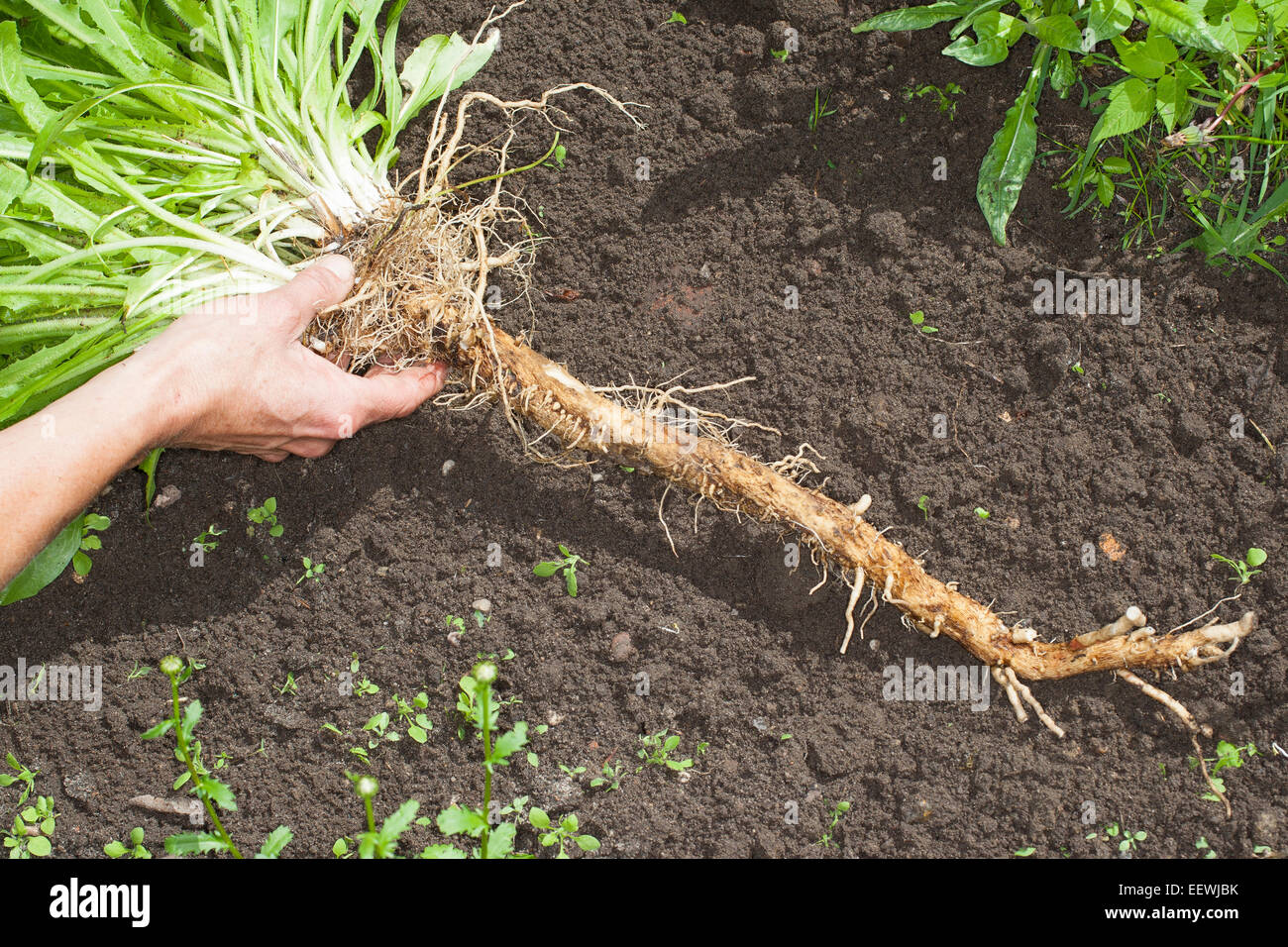 Chicorée, coffeeweed, succory sauvages, chicorée, Racine, réserve de la racine, la racine pivotante, Wegwarte, Zichorie, Wurzel, Pfahlwurzel, Cichorium intybus Banque D'Images